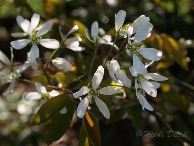 Amelanchier lamarckii1.JPG - Amelanchier lamarkii / Kanadische Felsenbirne, Herrenkamper Gärten